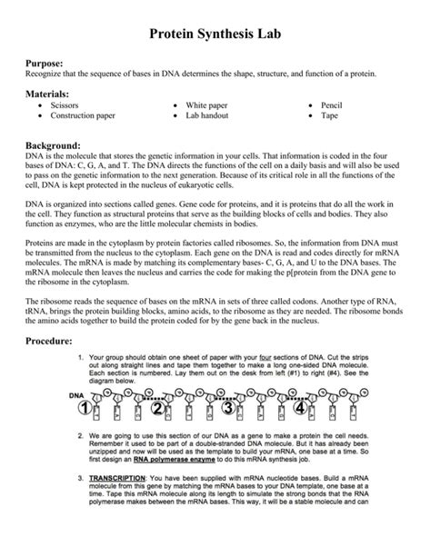 Full Download Lab From Dna To Protein Synthesis Answers 