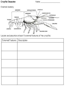 Download Lab Report 30A Crayfish Dissection Answers 
