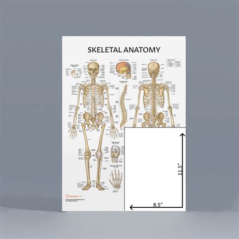 Download Lab Skeletal System 