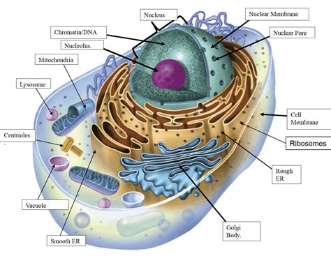 Label A Graphic On The Cell Membrane And Cell Membrane Movement Worksheet - Cell Membrane Movement Worksheet