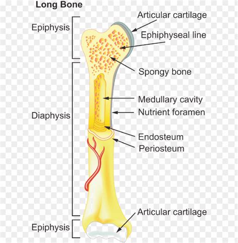 Label A Long Bone