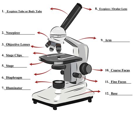 Label A Microscope 7th Grade Printable Worksheet Purposegames Labeling Microscope Worksheet 7th Grade - Labeling Microscope Worksheet 7th Grade
