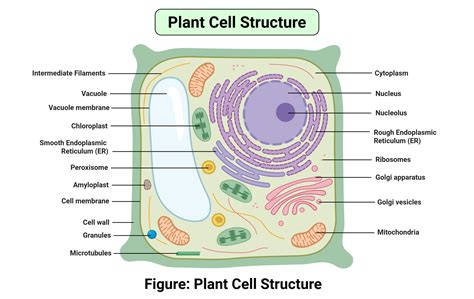 Label And Structure Of The Endocrine System