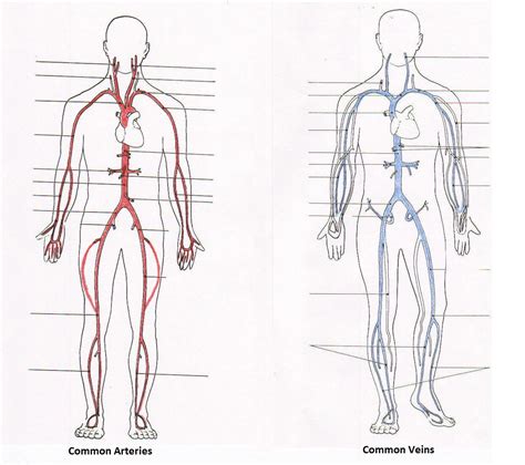 Label Arteries