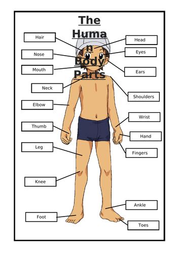 Label Body Parts Ks1   What Are The Parts Of The Human Body - Label Body Parts Ks1