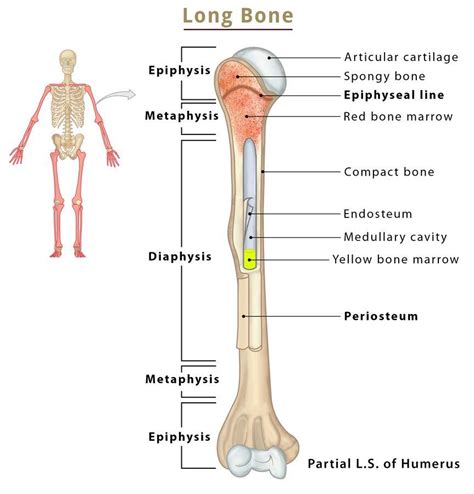 Label Long Bone