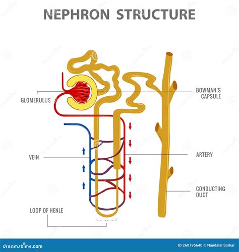 Label Of Nephron