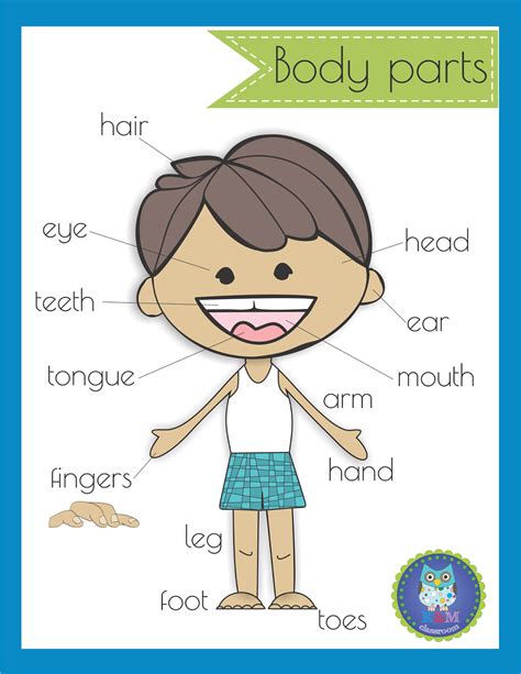Label Parts Of The Body Teaching Resources Wordwall Label The Parts Of The Body - Label The Parts Of The Body
