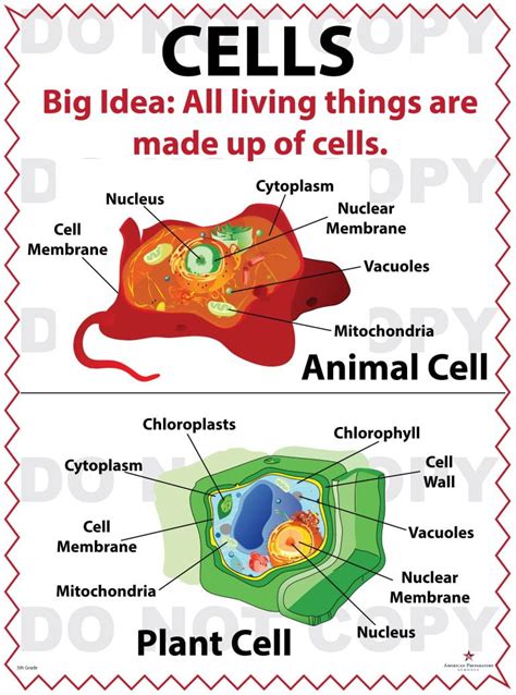Label Plant Animal Cells Fifth 5th Grade Science Plant Cell Parts 5th Grade - Plant Cell Parts 5th Grade
