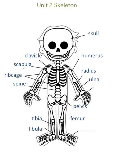 Label Preschool Skeleton Diabetes Inc Human Skeleton Labeling Worksheet - Human Skeleton Labeling Worksheet