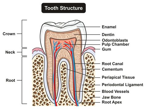 label structures on human teeth