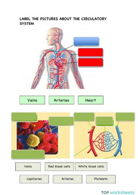 Label The Circulatory System Answer Key