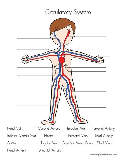 Label The Circulatory System Printable Worksheet Circulatory System Labeling Worksheet - Circulatory System Labeling Worksheet
