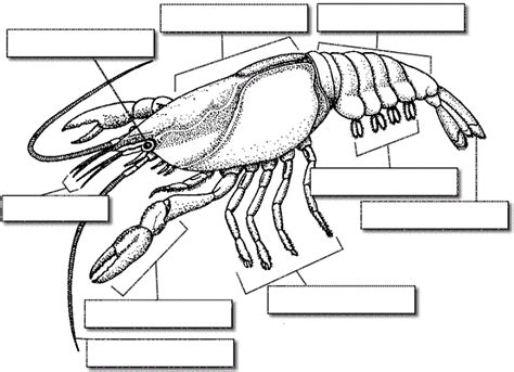 Label The Crayfish Printable Worksheet Purposegames Crayfish Worksheet Answers - Crayfish Worksheet Answers