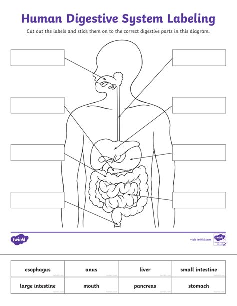 Label The Digestive System Worksheet