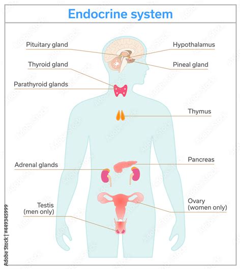 Label The Endocrine System