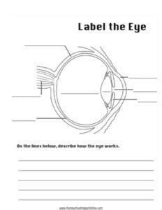 Label The Eye Worksheet Homeschool Helper Online Labeling The Eye Worksheet - Labeling The Eye Worksheet