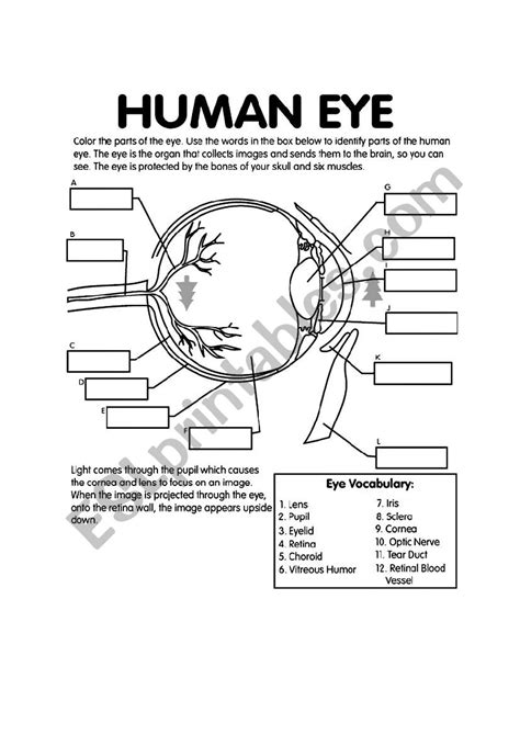 Label The Eye Worksheet Teacher Made Learning Resources Labeling The Eye Worksheet - Labeling The Eye Worksheet