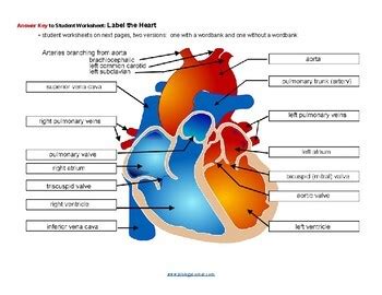 Label The Heart Key By Biologycorner Tpt Label The Heart Worksheet Answers - Label The Heart Worksheet Answers