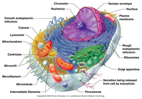 Label The Human Cell