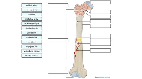 Label The Long Bone