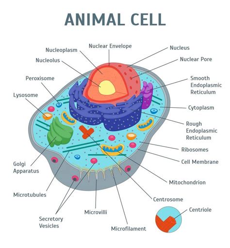 Label The Organelles Of The Cell Quiz Purposegames Labeling Cell Organelles Worksheet - Labeling Cell Organelles Worksheet