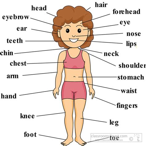 Label The Parts Of The Body System Gift Label The Body Parts - Label The Body Parts