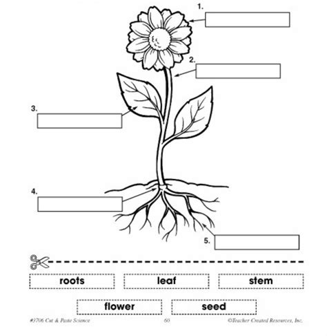 Label The Parts Of The Plant And Animal Parts Of The Cell Worksheet - Parts Of The Cell Worksheet