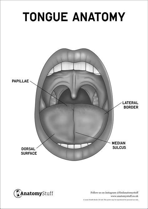 Label The Parts Of The Tongue   Tongue Gpedia Your Encyclopedia - Label The Parts Of The Tongue