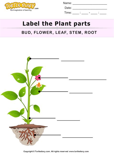 Label The Plant Parts Turtle Diary Worksheet Labeling A Plant Worksheet - Labeling A Plant Worksheet
