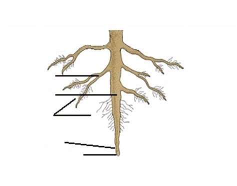 Label The Root Structure Quiz Purposegames Structure Of A Root Worksheet - Structure Of A Root Worksheet