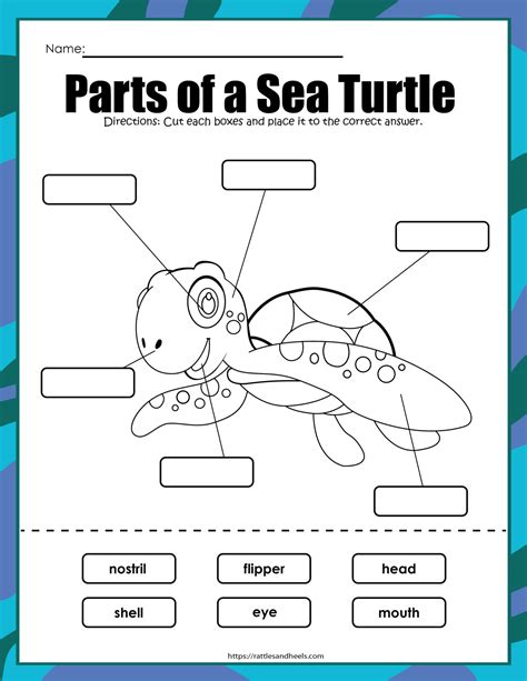 Label The Sea Turtle Worksheet For Kids Twinkl Turtle Submarine 5th Grade Worksheet - Turtle Submarine 5th Grade Worksheet
