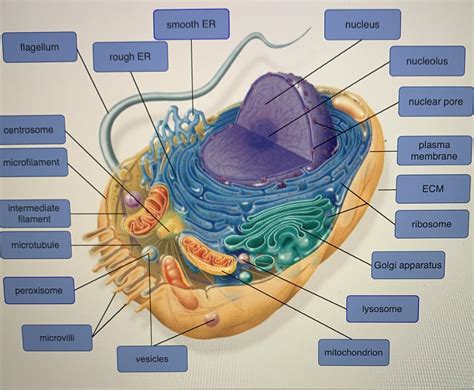 Label The Structures Of A Long Bone