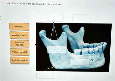 Label The Structures Of The Joint