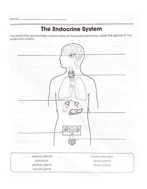 Read Label The Endocrine System Worksheet 