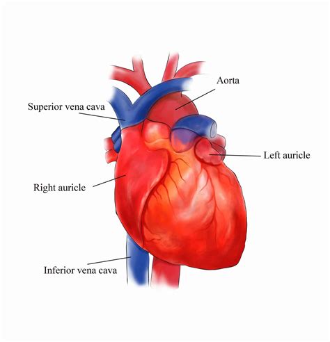 Labeled Anatomy Of The Heart Hearthealthadvice Com Label Heart Worksheet - Label Heart Worksheet