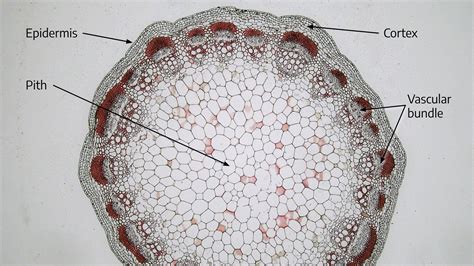 Labeled Dicot Stem