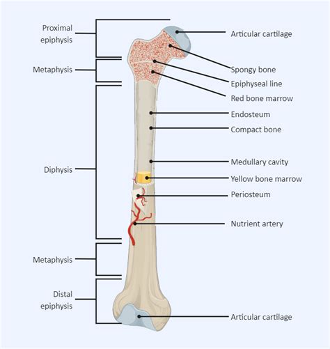 labeled long bone diagram