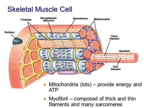 Labeled Muscle Cell
