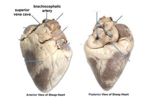 Labeling A Sheep Heart