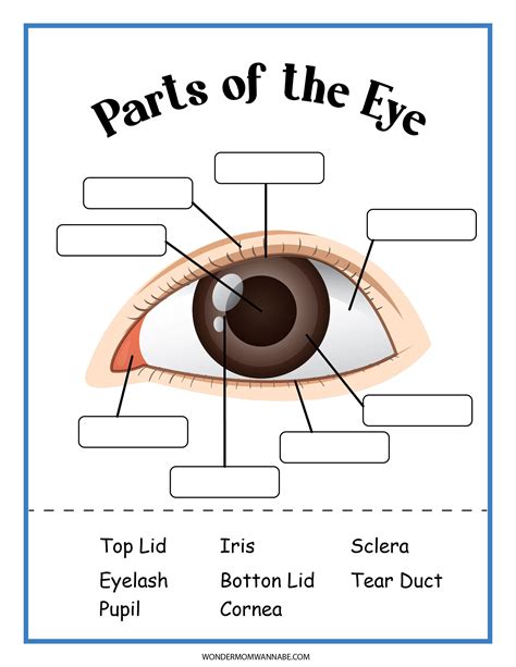 Labeling Of The Eye Worksheets K12 Workbook Labeling The Eye Worksheet - Labeling The Eye Worksheet