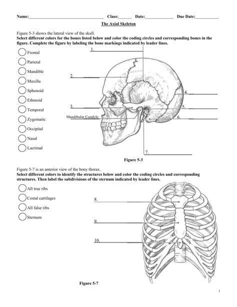 Labeling The Axial Skeleton Skull Printable Worksheet Purposegames Labeling Skeleton Worksheet - Labeling Skeleton Worksheet