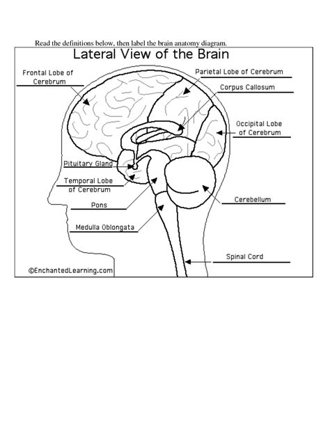 Labeling The Brain Worksheet   Anatomy Labeling Worksheets Worksheets Free - Labeling The Brain Worksheet
