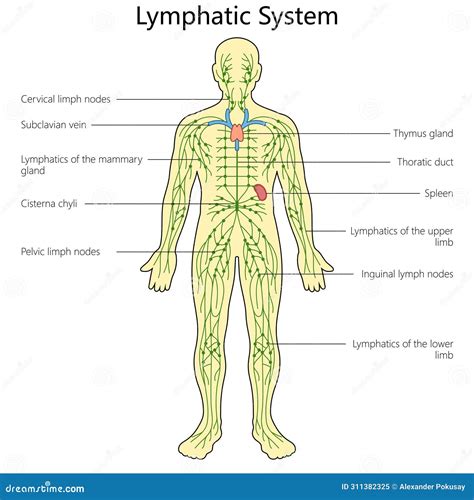 Labeling The Lymphatic System