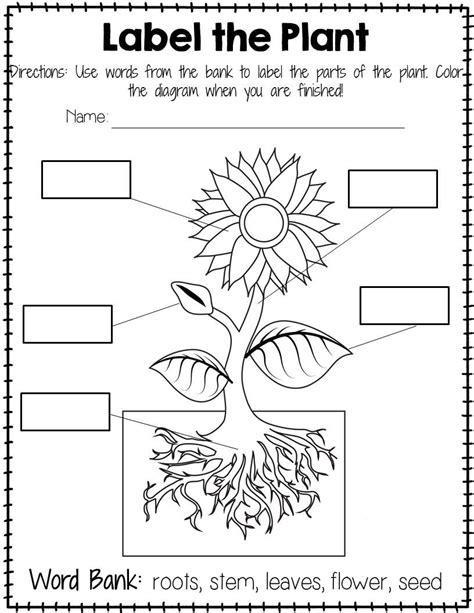 Labelling A Plant Worksheet Teaching Resources Twinkl Flower Labeling Worksheet For Kindergarten - Flower Labeling Worksheet For Kindergarten