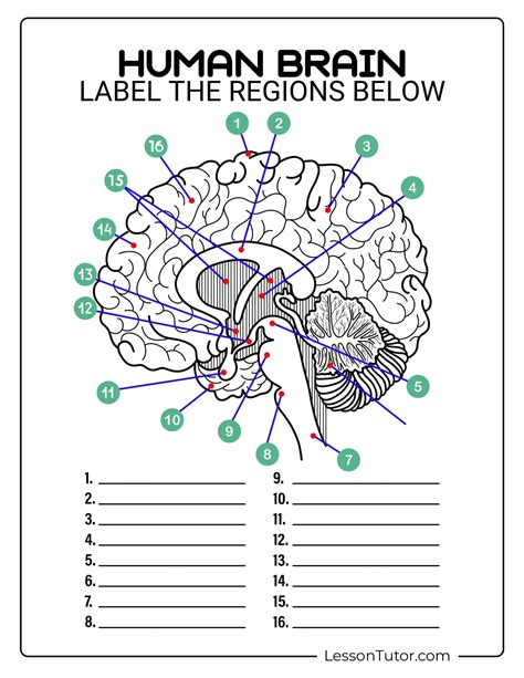 Labelling The Brain Quiz