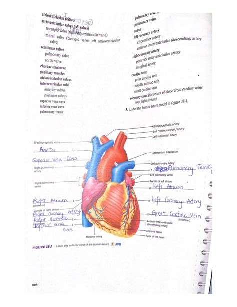 Laboratory Exercise 35 Heart Structure Answers