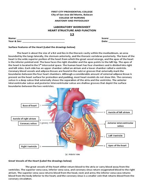 Laboratory Report 36 Heart Structure Answers
