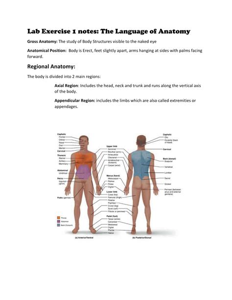 Read Laboratory Exercise 24 Surface Anatomy Answers 