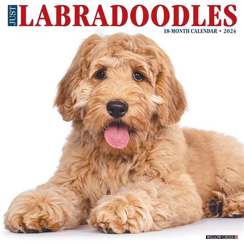 Labradoodles 2018 12 X 12 Inch Monthly Square Wall Calendar, Animals Mixed Dog Breeds ( English, French And German Edition)